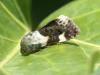 Acontia lucida